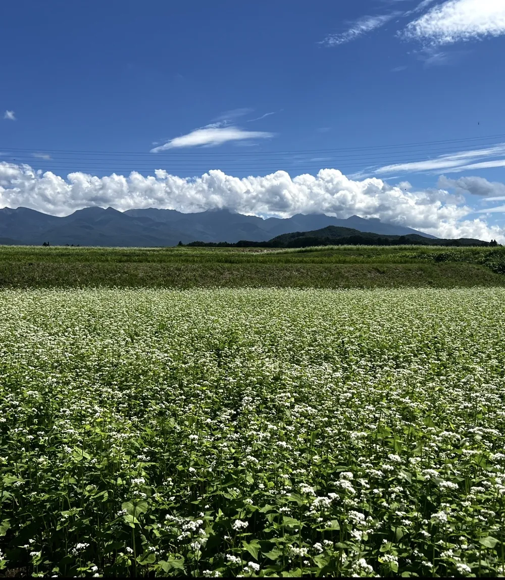 夏、白い花が咲くそば畑と八ヶ岳